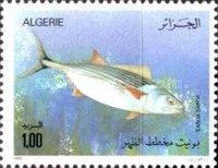 Makrele - Bonito (Sarda sarda)