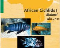 Africa Cichlids I