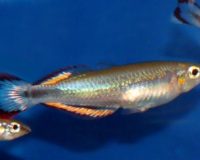 Madagskar-Ährenfisch
