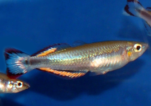 Madagskar-Ährenfisch