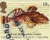 Seeskorpion (Myoxocephalus scorpius)