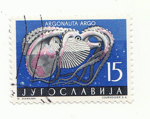 Papierboot (Argonauta argo)