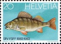 Flußbarsch, Egli (Perca fluviatilis)