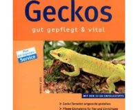 Geckos gut gepflegt & vital
