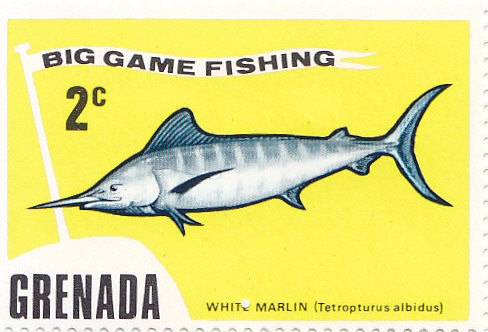 White Marlin (Tetropterus albidus)