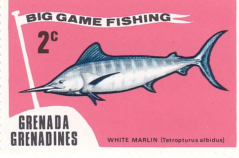 Weißer Marlin (Tetropterus albidus)