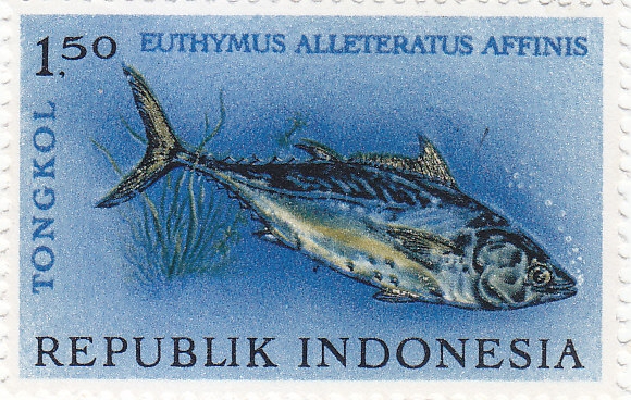 Gefleckter Thunfisch (Euthynnus allerta)