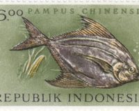 Chinesischer Erntefisch (Pampus chinensis)
