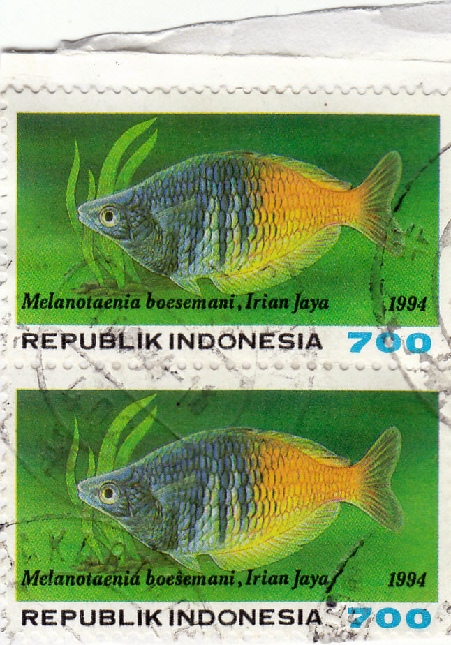 Boesemanns Regenbogenfisch (Melanotaenia boesemani)