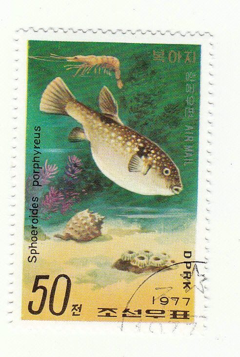 Kugelfisch (Korea) (Sphoeroides porphyreus)