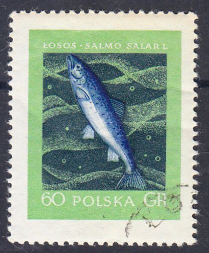 Atlantischer Lachs (Salmo salar l.)