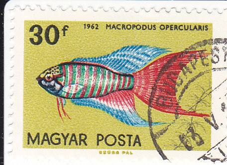 Paradiesfisch  (Makropodus opercularis)