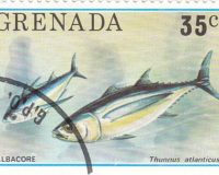 Schwarzflossen Thunfisch (Thunnus atlanticus)