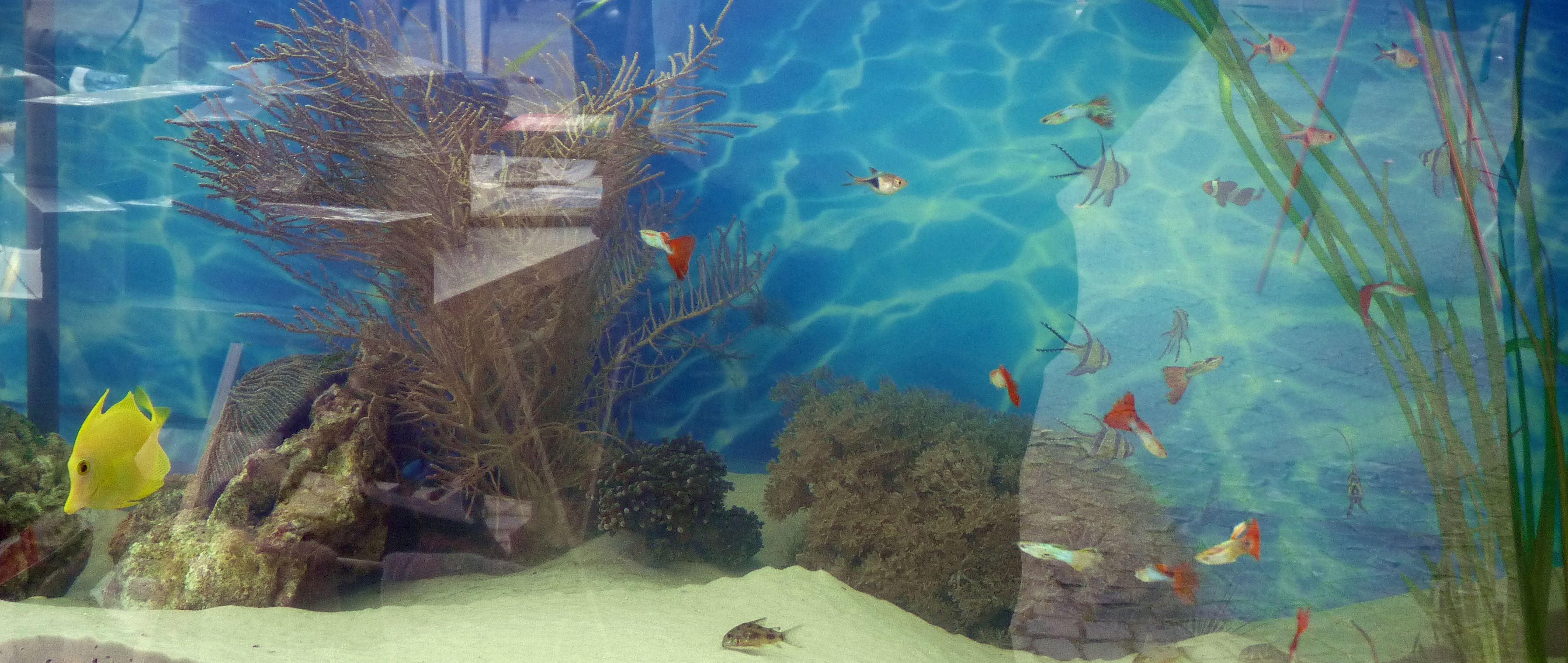 Aquaristik Süßwasser