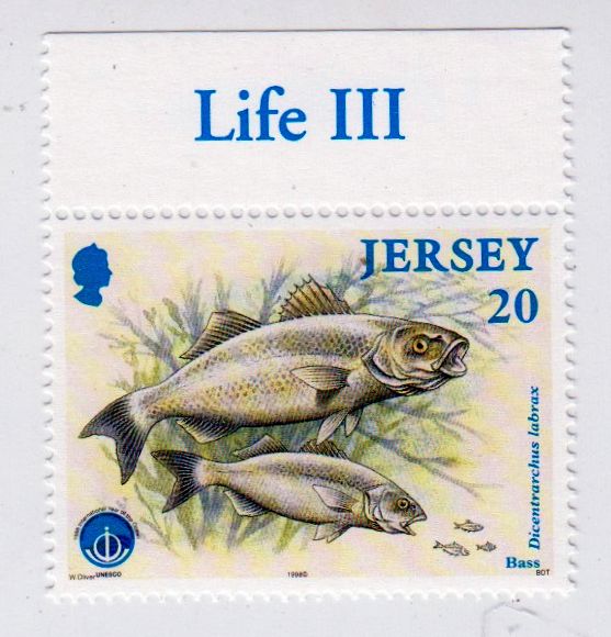 G.-Jersey_849_B001118