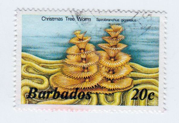 Barbados_621_B001113