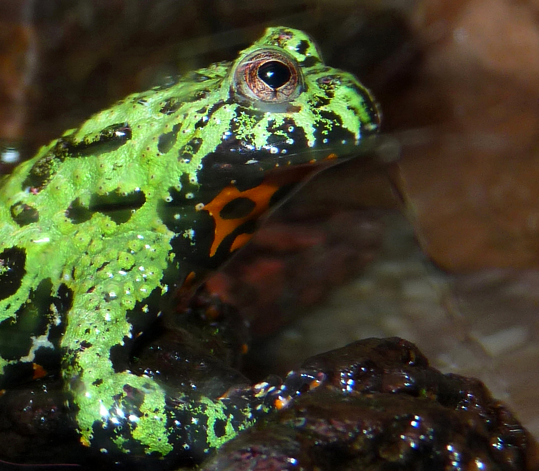 Amphibien